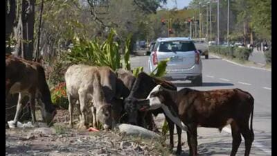 The state has established around 7,000 cow protection centres, with more planned, spending ₹50 per animal daily on feed alone. (Pic for representation) The state has established around 7,000 cow protection centres, with more planned, spending ₹50 per animal daily on feed alone. (Pic for representation)