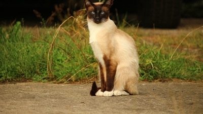A lost cat, Rayne Beau, travelled over 1,200 km back home to California after disappearing in Yellowstone National Park, thanks to his microchip. (Pixabay) A lost cat, Rayne Beau, travelled over 1,200 km back home to California after disappearing in Yellowstone National Park, thanks to his microchip. (Pixabay)