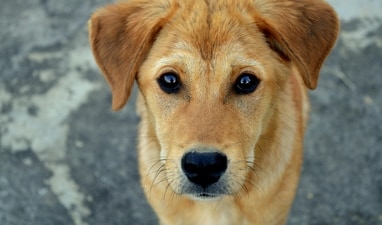 Dogs with separation anxiety experience fear and nervousness when they are not with their dog parents. (Pexels) Dogs with separation anxiety experience fear and nervousness when they are not with their dog parents. (Pexels)