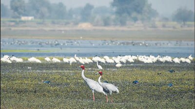he Dhanauri wetlands, which span an area of 112.89 hectare, are renowned for its rich biodiversity, particularly as a habitat for the Sarus crane, the world’s tallest flying bird. (HT Photo)