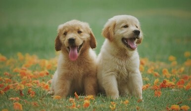 Puppyhood is a challenging phase for dog parents. (Pexels) Puppyhood is a challenging phase for dog parents. (Pexels)