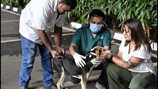 As per officials on day one of the drive, as many as 650 canines were immunised with anti-rabies vaccine. (REPRESENTATIVE PHOTO)
