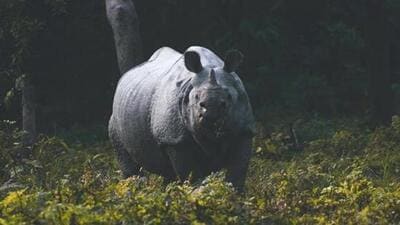 An eyewitness said the person fell off his motorcycle, but the rhino kept hitting him and at one point it left him severely injured. (Representational image) An eyewitness said the person fell off his motorcycle, but the rhino kept hitting him and at one point it left him severely injured. (Representational image)