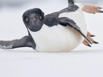 Bird_Photographer
