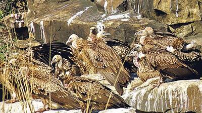 Of the 23 species of vultures found in the world, nine are in India and of them four are critically endangered. (HT File Photo) Of the 23 species of vultures found in the world, nine are in India and of them four are critically endangered. (HT File Photo)