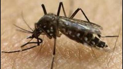 PMC health officials have witnessed a declining trend in new Zika virus infections in the city, however, the number of dengue and chikungunya cases are on the rise. (AP (PIC FOR REPRESENTATION)) PMC health officials have witnessed a declining trend in new Zika virus infections in the city, however, the number of dengue and chikungunya cases are on the rise. (AP (PIC FOR REPRESENTATION))