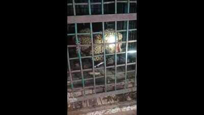 The leopard said to be killed a farmer, trapped by the forest authorities (HT Photo)