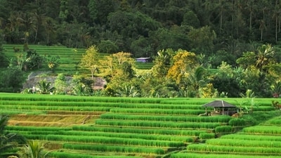 Java, Indonesia: Straddled between Sumatra and Bali lies the island of Java, known as the geographical and economic centre of Indonesia. Its location near the Equator and mountainous surroundings create microclimates that are perfect for coffee growing. (Unsplash) Java, Indonesia: Straddled between Sumatra and Bali lies the island of Java, known as the geographical and economic centre of Indonesia. Its location near the Equator and mountainous surroundings create microclimates that are perfect for coffee growing. (Unsplash)
