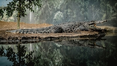 A Thai farmer euthanised over 100 endangered crocodiles to prevent escape during Typhoon Yagi. (Unsplash) A Thai farmer euthanised over 100 endangered crocodiles to prevent escape during Typhoon Yagi. (Unsplash)