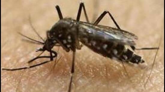 PMC health officials have witnessed a declining trend in new Zika virus infections in the city, however, the number of dengue and chikungunya cases are on the rise. (AP (PIC FOR REPRESENTATION))