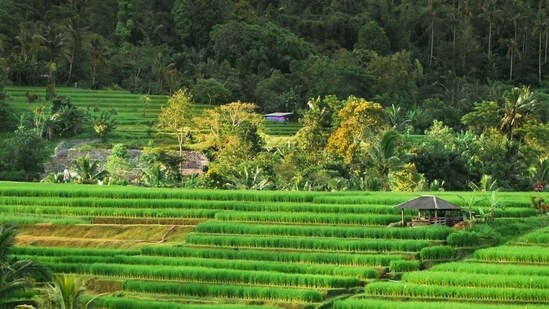 Java, Indonesia: Straddled between Sumatra and Bali lies the island of Java, known as the geographical and economic centre of Indonesia. Its location near the Equator and mountainous surroundings create microclimates that are perfect for coffee growing.(Unsplash)