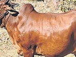 Maha govt gives ‘Rajyamata-Gomata’ status to indigenous cows