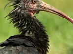 Northern_Bald_Ibis