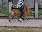 A Pakistani man faced backlash for riding a chained tiger in a viral video,.