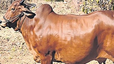 Maha govt gives ‘Rajyamata-Gomata’ status to indigenous cows Maha govt gives ‘Rajyamata-Gomata’ status to indigenous cows