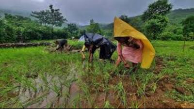 Despite its significant agricultural output, Uttar Pradesh faces challenges such as low productivity. (For Representation) Despite its significant agricultural output, Uttar Pradesh faces challenges such as low productivity. (For Representation)