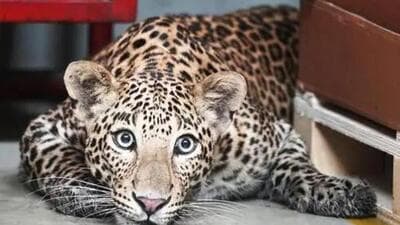 Forest officials said the wildlife department is dispatching an additional team to conduct patrols and to track the animal. (Representational image)