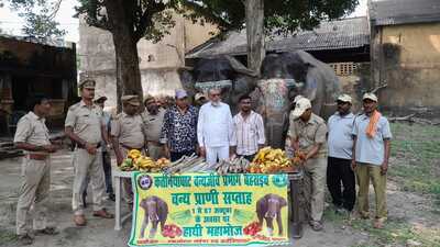 Fruit feast for elephants to mark Wildlife Week (HT Photo) Fruit feast for elephants to mark Wildlife Week (HT Photo)