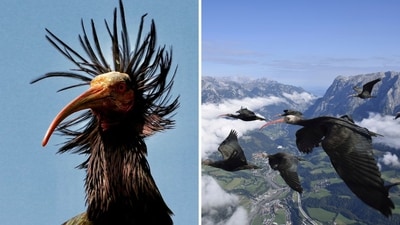 This photo shows the migration from the Northern Bald Ibis, a species that was extinct in Europe. (Instagram/@waldrappteam, AP) This photo shows the migration from the Northern Bald Ibis, a species that was extinct in Europe. (Instagram/@waldrappteam, AP)