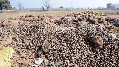 Odisha produces only about 2-2.5 lakh tonne of potato annually, with a crop coverage of about 14,000 hectares. (HT File Photo) Odisha produces only about 2-2.5 lakh tonne of potato annually, with a crop coverage of about 14,000 hectares. (HT File Photo)