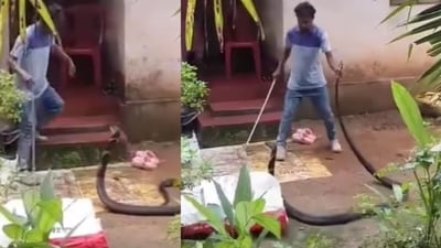 A viral video showed a man attempting to rescue a giant king cobra in Kerala. (Instagram/ayub_rider28_official.follow) A viral video showed a man attempting to rescue a giant king cobra in Kerala. (Instagram/ayub_rider28_official.follow)