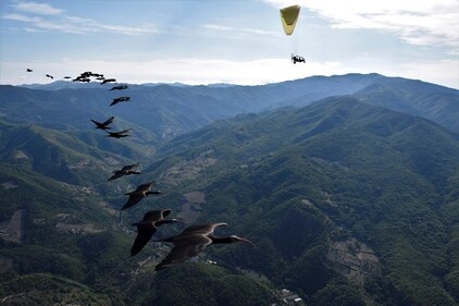 Northern Bald Ibis, supported by foster parents of the birds in a microlight aircraft. (AP) Northern Bald Ibis, supported by foster parents of the birds in a microlight aircraft. (AP)
