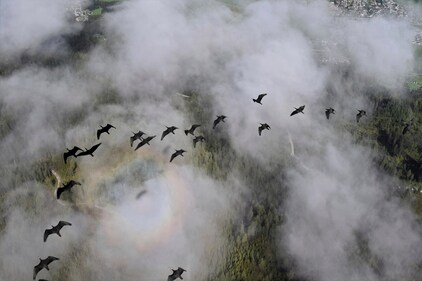 This photo provide by Waldrappteam Conservation & Research shows the migration of Northern Bald Ibis. (AP) This photo provide by Waldrappteam Conservation & Research shows the migration of Northern Bald Ibis. (AP)