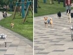 The image shows real-life puppies looking at a robot dog. The image shows real-life puppies looking at a robot dog.