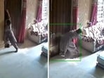 The image shows a woman using all her might to close a door to stop the robbers from entering her house. The image shows a woman using all her might to close a door to stop the robbers from entering her house.