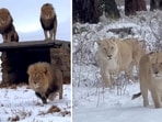 In a video shared by GG Conservation on Instagram, the big cats can be seen wandering in snow-laden grounds. In a video shared by GG Conservation on Instagram, the big cats can be seen wandering in snow-laden grounds.