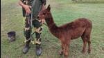 BSF said the alpaca was rescued by troops of the Banpur Border Out Post, 32nd Battalion while performing operational duties at International Border in Nadia district (X/BSF_SOUTHBENGAL)