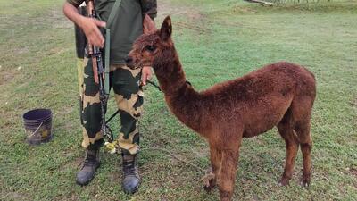 BSF said the alpaca was rescued by troops of the Banpur Border Out Post, 32nd Battalion while performing operational duties at International Border in Nadia district (X/BSF_SOUTHBENGAL) BSF said the alpaca was rescued by troops of the Banpur Border Out Post, 32nd Battalion while performing operational duties at International Border in Nadia district (X/BSF_SOUTHBENGAL)