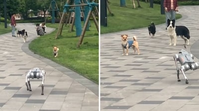 The image shows real-life puppies looking at a robot dog. (Screengrab) The image shows real-life puppies looking at a robot dog. (Screengrab)