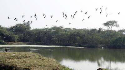 The government stated that the city had the highest per capita forest cover (11.95 sq m) among all metropolitan cities. (HT ARCHIVE) The government stated that the city had the highest per capita forest cover (11.95 sq m) among all metropolitan cities. (HT ARCHIVE)
