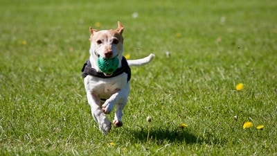 Dogs become more alert and responsive when they are spoken to slowly (Pexels) Dogs become more alert and responsive when they are spoken to slowly (Pexels)