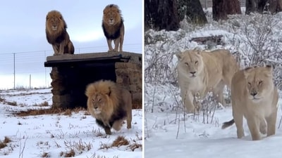 In a video shared by GG Conservation on Instagram, the big cats can be seen wandering in snow-laden grounds. (Instagram/GGConservation) In a video shared by GG Conservation on Instagram, the big cats can be seen wandering in snow-laden grounds. (Instagram/GGConservation)