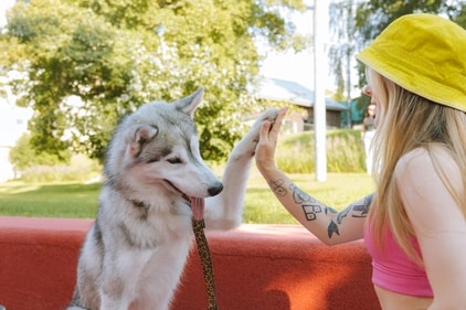 Dogs will understand your commands better when you enunciate them slowly. (Pexels) Dogs will understand your commands better when you enunciate them slowly. (Pexels)