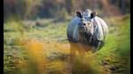 Kaziranga National Park offers more than just the one-horned rhinoceros. You can see leopards and swamp deer too. (ADITYA PANDA)