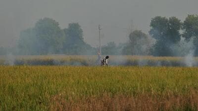 A farmer sets fire to paddy stubble after harvesting a paddy crop in the field near Amritsar on Thursday. (Sameer Sehgal/HT PHOTO) A farmer sets fire to paddy stubble after harvesting a paddy crop in the field near Amritsar on Thursday. (Sameer Sehgal/HT PHOTO)