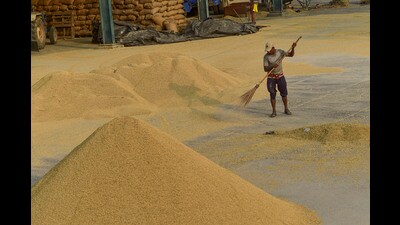 A labourer gather paddy grain, at a market in Jalandhar, Sunday, Sept. 29, 2024. (PTI)
