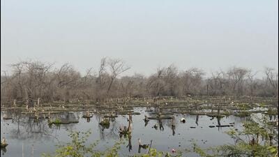 A view of the damaged trees at the wetland. The Greater Noida additional CEO directed immediate construction of a 700m long RCC drain to divert the wastewater from Ecotech 3 Sector and Police Lines into an existing drain along DSC Road. (HT Photo) A view of the damaged trees at the wetland. The Greater Noida additional CEO directed immediate construction of a 700m long RCC drain to divert the wastewater from Ecotech 3 Sector and Police Lines into an existing drain along DSC Road. (HT Photo)