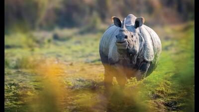 Kaziranga National Park offers more than just the one-horned rhinoceros. You can see leopards and swamp deer too. (ADITYA PANDA) Kaziranga National Park offers more than just the one-horned rhinoceros. You can see leopards and swamp deer too. (ADITYA PANDA)