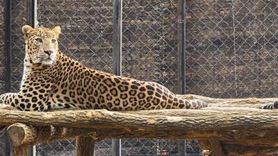 The Rajasthan government has hired an expert shooter to kill the man-eating leopard. (PTI file photo) The Rajasthan government has hired an expert shooter to kill the man-eating leopard. (PTI file photo)