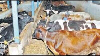 The UP government began building cattle centres in 2019 after the makeshift ones started overflowing in a bid to ensure a safer and more comfortable stay for cattle abandoned by farmers. (For Representation)