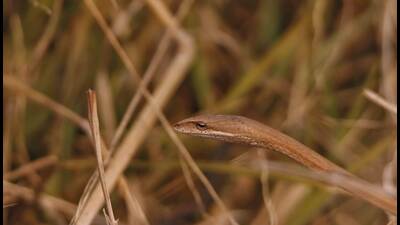 The brown vine snake (Photo by Vipin Kapoor Sainy) The brown vine snake (Photo by Vipin Kapoor Sainy)