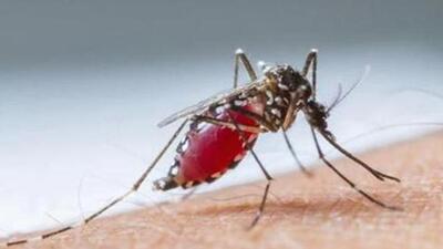The majority of the malaria cases reported in the city are caused by plasmodium vivax, a protozoal parasite and a few cases of Plasmodium Falciparum, a unicellular protozoan parasite, said the officials. (REPRESENTATIVE PHOTO) The majority of the malaria cases reported in the city are caused by plasmodium vivax, a protozoal parasite and a few cases of Plasmodium Falciparum, a unicellular protozoan parasite, said the officials. (REPRESENTATIVE PHOTO)