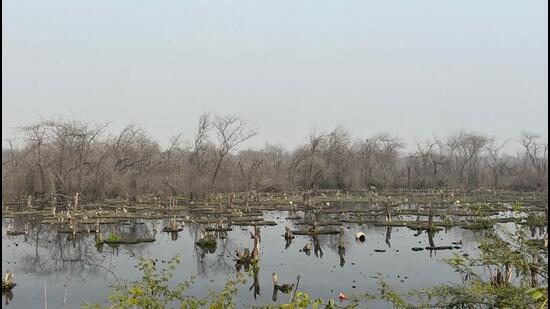 A view of the damaged trees at the wetland. The Greater Noida additional CEO directed immediate construction of a 700m long RCC drain to divert the wastewater from Ecotech 3 Sector and Police Lines into an existing drain along DSC Road. (HT Photo)