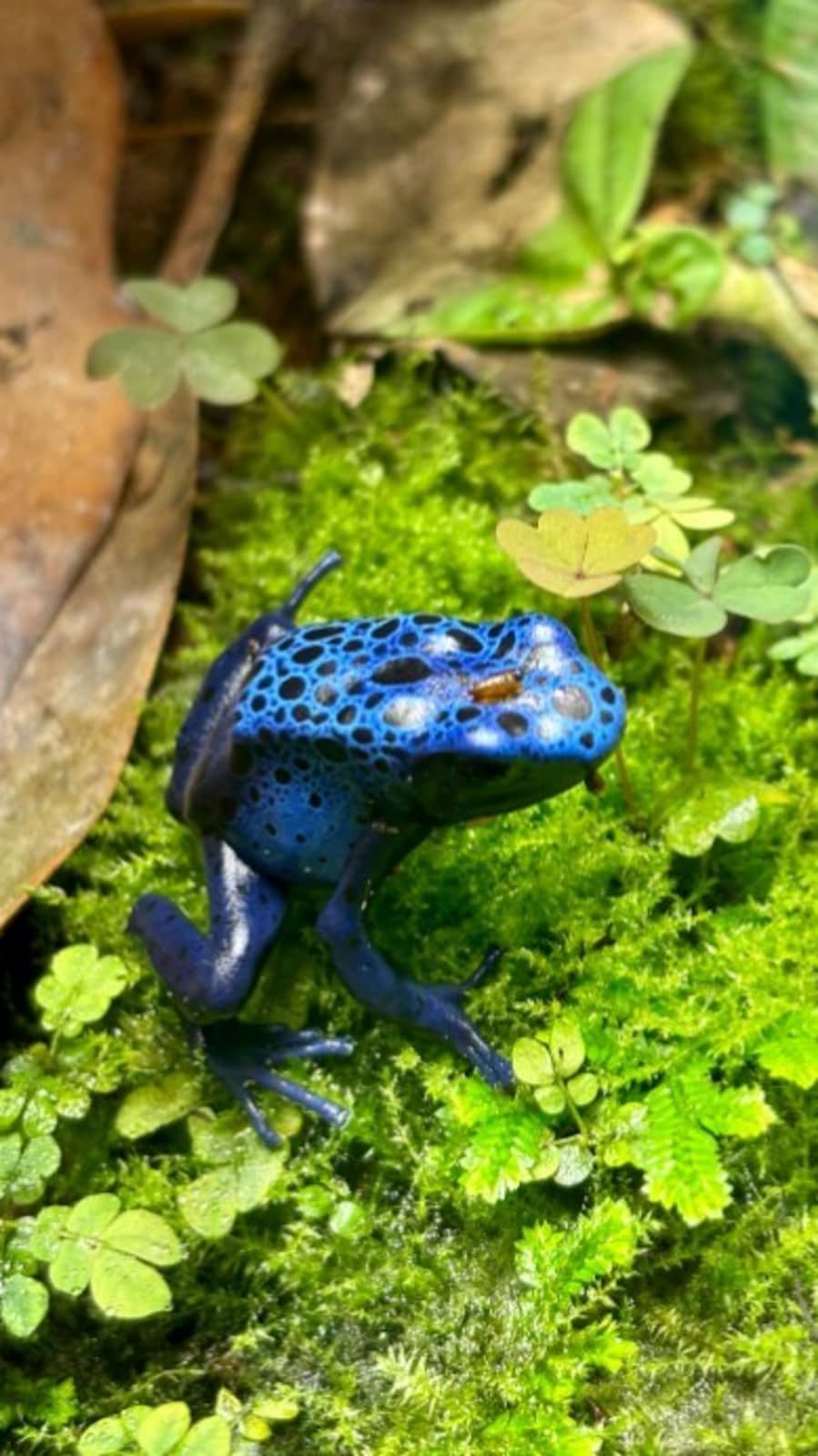 8 most colourful animals in the world | Hindustan Times