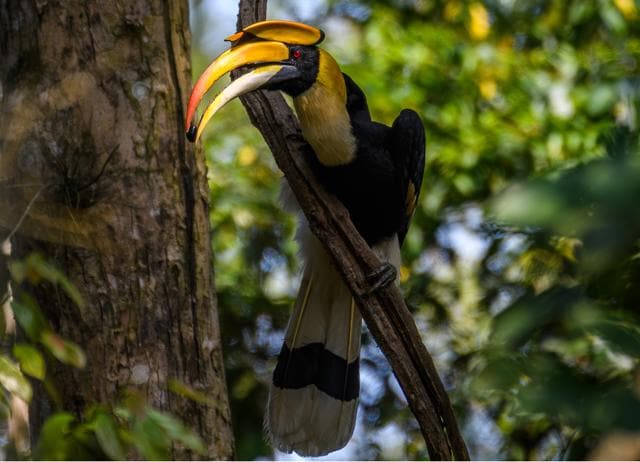 Jim Corbett National Park is home to more than 600 avian species, including hornbills. (ADITYA PANDA) Jim Corbett National Park is home to more than 600 avian species, including hornbills. (ADITYA PANDA)