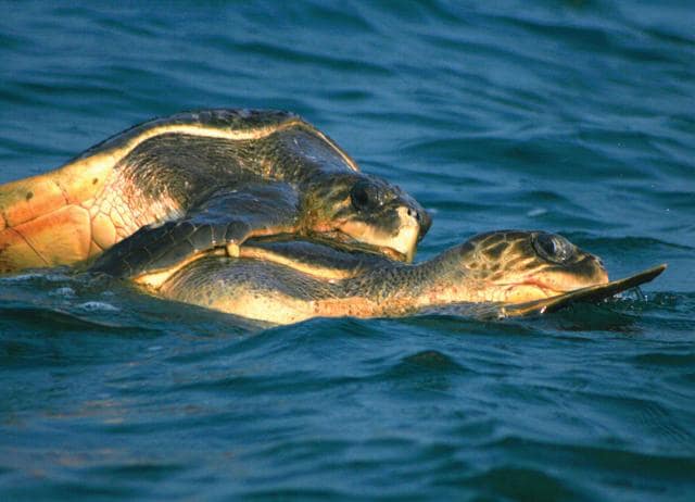 Snorkelling around Agatti island in Lakshadweep guarantees encounters with green sea turtles. (ADITYA PANDA) Snorkelling around Agatti island in Lakshadweep guarantees encounters with green sea turtles. (ADITYA PANDA)